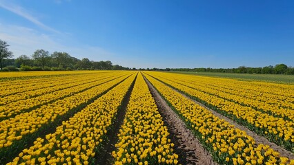 Rows of yellow tulips in a field in the Netherlands on a sunny, blue sky day. Flowers in nature.