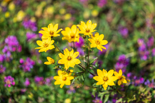 Ethiopia. Amhara. Yellow wildflowers in the Ethiopian highlands.