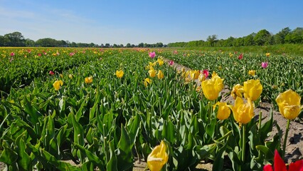 Medium close shot of rows of yellow and pink tulips in a field in the Netherlands on a sunny, blue...