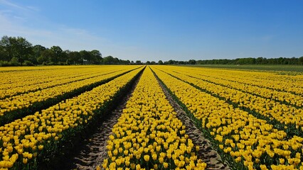 Rows of yellow tulips in a field in the Netherlands on a sunny, blue sky day. Flowers in nature.