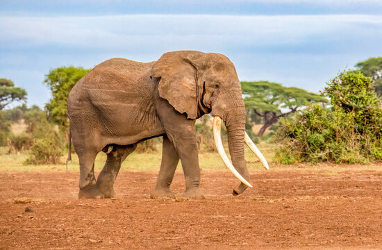 Samburu National Reserve, Kenya. One of Kenya's oldest bull elephants, Tim.