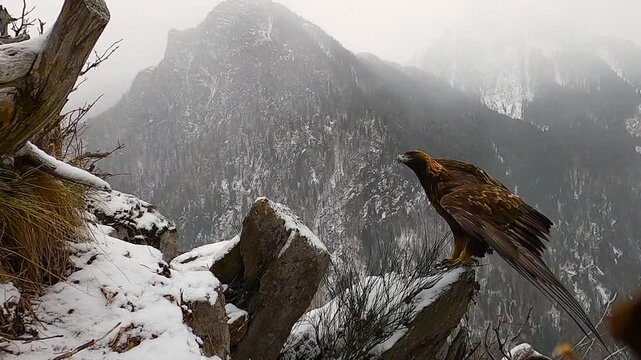 Golden eagle, Aquila chrysaetos, Aquila reale	