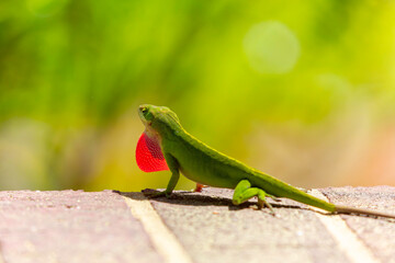 Green anole ( Anolis carolinensis) , knows as  Carolina anole, Carolina green anole, etc.  United States and sometimes referred to as the American chameleon.