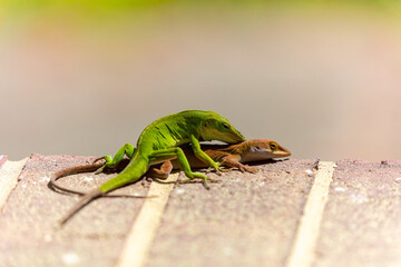 Green anole ( Anolis carolinensis) during mating, knows as  Carolina anole, Carolina green anole, etc.  United States and sometimes referred to as the American chameleon.