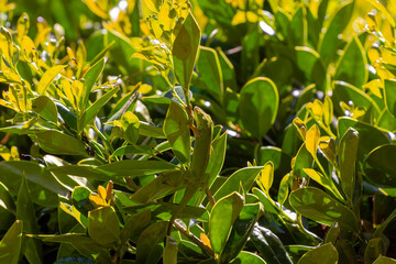 Green anole ( Anolis carolinensis) , knows as  Carolina anole, Carolina green anole, etc.  United...