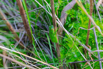The American green tree frog (Dryophytes cinereus or Hyla cinerea) Commonly found in the central and southeastern United States, the frog lives in open canopy forests with permanent water sources 