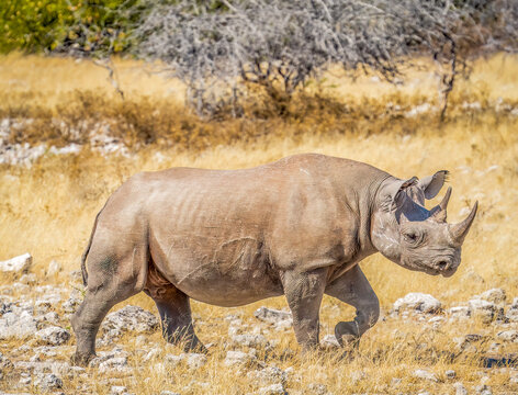 Etosha NP, Namibia, Africa.  Black Rhinoceros, an aggressive animal which thrives in Etosha NP