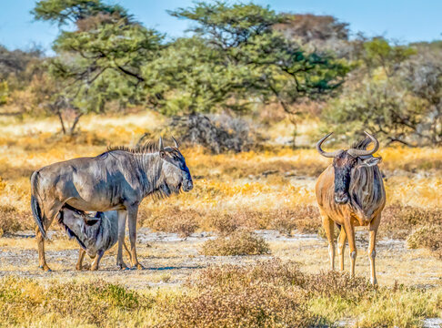 Etosha NP, Namibia, Africa.  family of Blue wildebeests with mother feeding baby in the savannah.