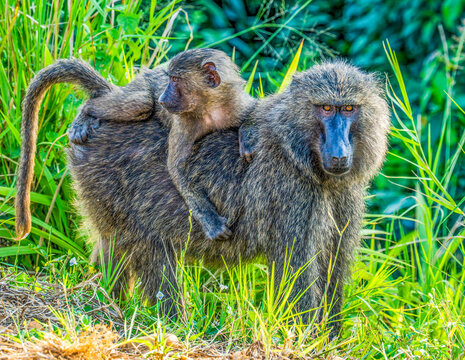 Queen Elizabeth National Park, Uganda. mother baboon with baby on her back getting a ride.
