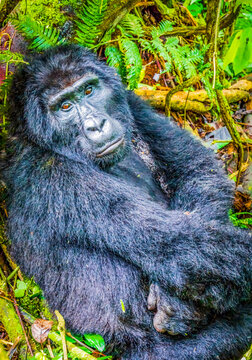 Bwindi Forest, Uganda. Silverback alpha male, leader of group of endangered Mountain Gorillas.