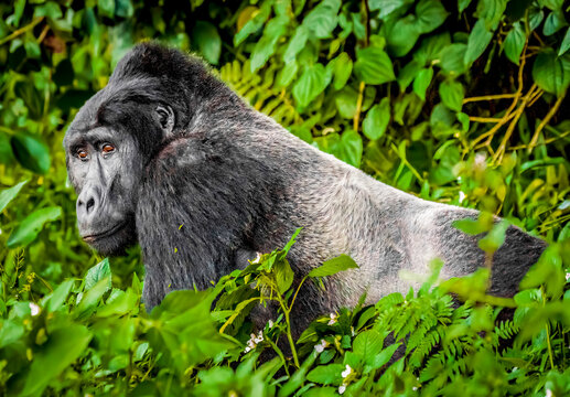 Bwindi Forest, Uganda. the Silverback, alpha male leader of group of endangered Mountain Gorillas.