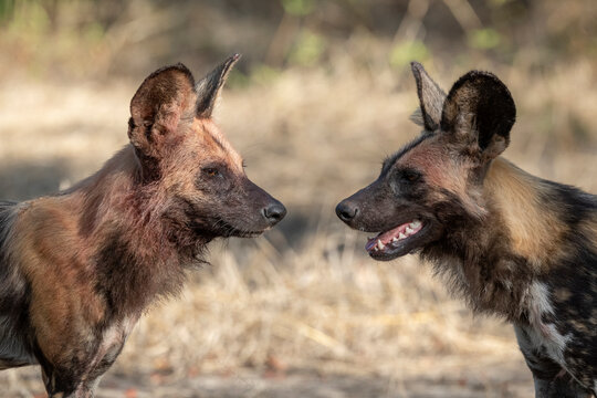 Zambia, South Luangwa National Park. African wild dog.