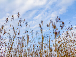 Looking up from a low angle, this photograph captures tall brown reeds silhouetted against a partly cloudy blue sky.