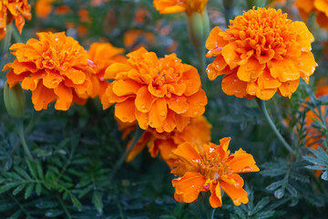 Orange marigolds on a bed sweats rain