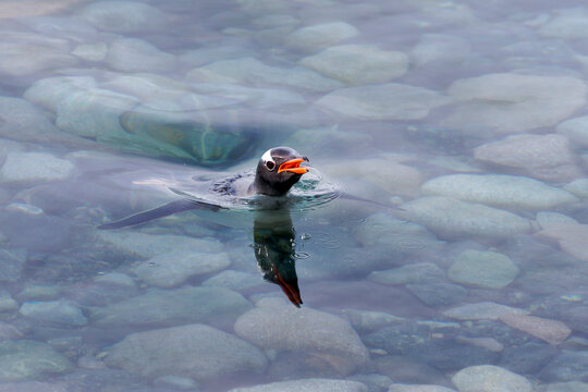 Southern Ocean, Antarctica, Cuverville Island. A penguin pokes its head above the clear water.