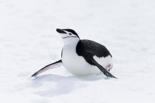 Southern Ocean, Antarctica. Chinstrap penguin propels itself across the snow.