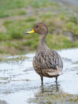South Georgia pintail, species restricted to South Georgia. Antarctica, South Georgia.