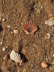 seashell on the beach