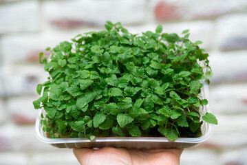 Fresh microgreens in plastic container held up.