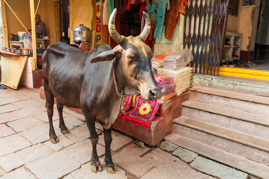 India, Uttar Pradesh, Varanasi, Bangali Tola. Cow in the street.