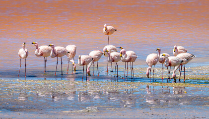 Bolivian Altiplano Lagoon