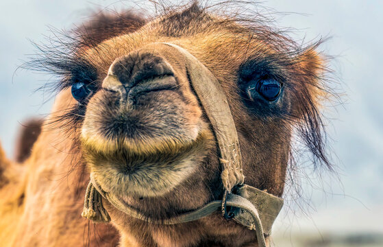 Nubra Valley, Ladakh, India. Close-up Bactrian Camel or two humped camel.