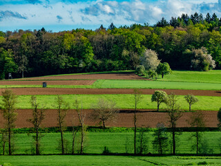 Baumgrundstück im Frühjahr