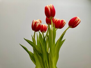 Fresh red with white tulips