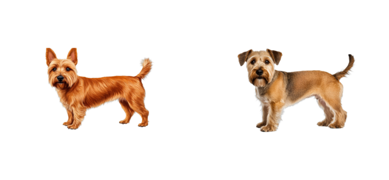 Two small dogs with friendly expressions on a transparent background