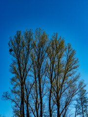 Mistel auf einem Baum im Frühjahr