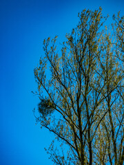 Mistel auf einem Baum im Frühjahr