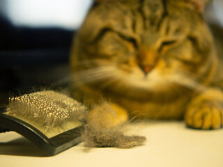 cat hair brush,Cat with a pile of fur and a brush for collecting fur