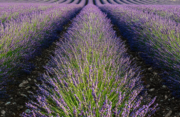 lavender field on a sunny day
