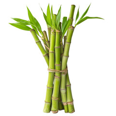 Obraz premium Fresh bamboo shoots arranged neatly with vibrant green leaves on a transparent background, Bamboo shoots on transparent background