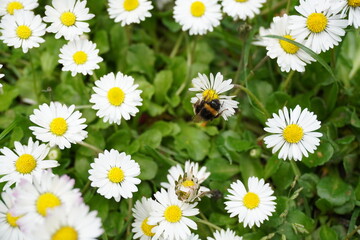 bee and daisies in the grass 3