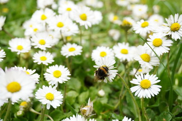 Fototapeta premium bee and daisies in the grass 2