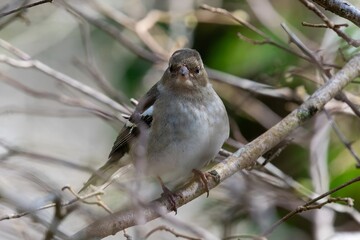 Fototapeta premium Close up of a chaffinch (fringilla coelebs) perching on a branch