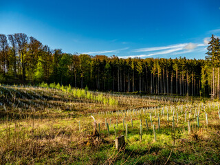 Wiederaufforstung nach Abholzung im Mischwald