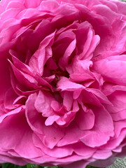 A Stunning and Beautiful Pink Flower Blossom CloseUp Captured so Elegantly During Spring