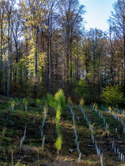 Wiederaufforstung nach Abholzung im Mischwald