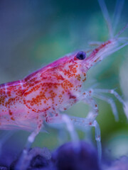 Red shrimp in close-up under the surface.
