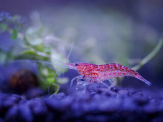 Red shrimp under the surface.

