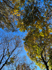 The breathtaking autumn foliage sets a stunning contrast against a clear blue sky backdrop