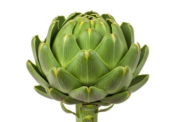 Fresh artichoke vegetable healthy food close up macro view isolated on background