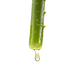Fototapeta premium Fresh aloe vera plant dripping clear liquid against a bright transparent background, Aloe vera dripping on transparent background