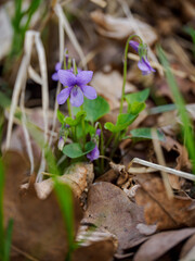 Purple flower violet flowers outdoors in nature.
