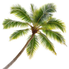 Lush coconut palm leaf tree isolated against a transparent background capturing tropical essence and natural beauty in a serene environment, coconut palm leaf tree isolated on transparent
