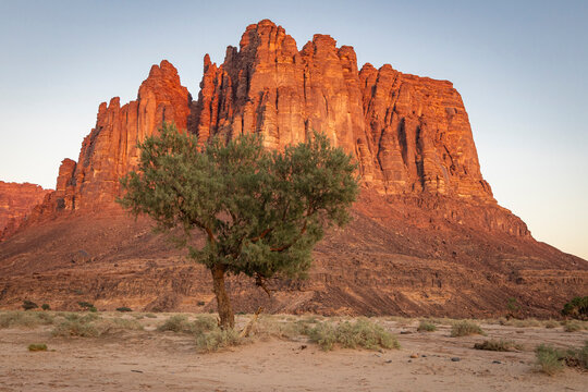 Saudi Arabia, Tabuk, Al-Disah. Desert Prince Mohammed bin Salman Natural Reserve.