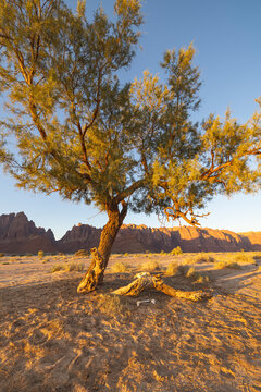 Saudi Arabia, Tabuk, Al-Disah. Desert Prince Mohammed bin Salman Natural Reserve.
