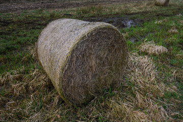 Old round bale of grass outside in a meadow.
